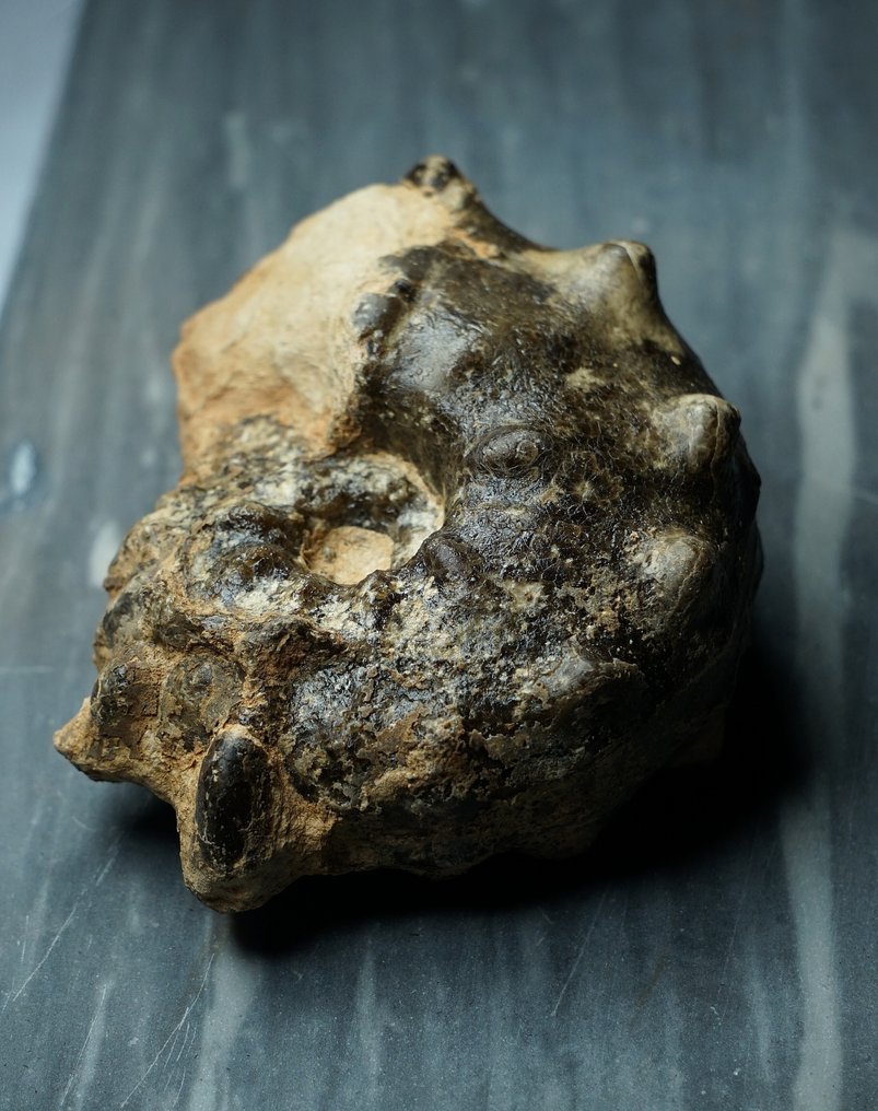 Ammoniet - Gefossiliseerd dier - Mammites nodosoides - 12 cm  (Zonder Minimumprijs) #1.0