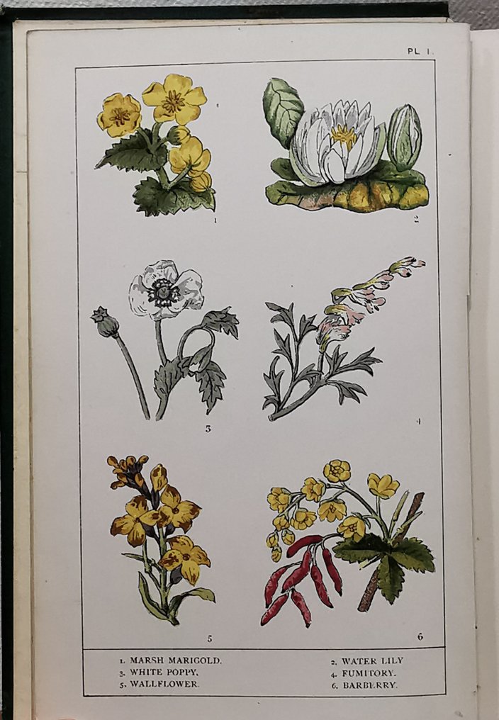 Margaret Plues - Rambles in Search of Wild Flowers (With 16 Coloured Plates) - 1879 #4.3