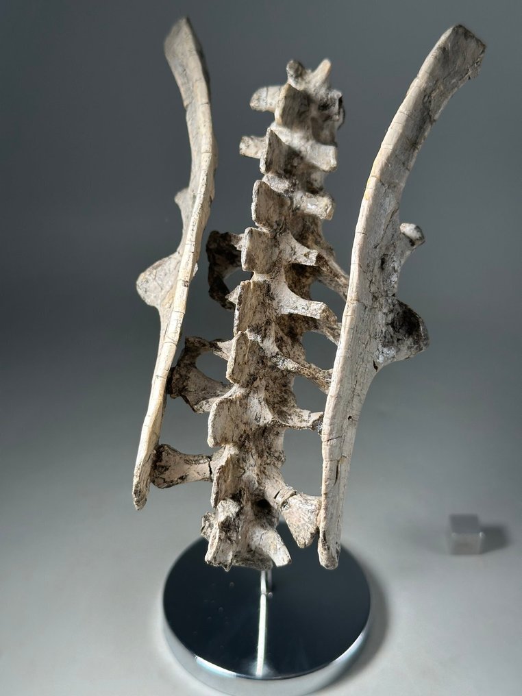 Utrolig lavkreide ægte dinosaur komplet hofte - fossilt skelet - Fossilt skelet - Psittacosaurus mazongshensis Yu 1997- Ilium and sacral vertebrae #3.2