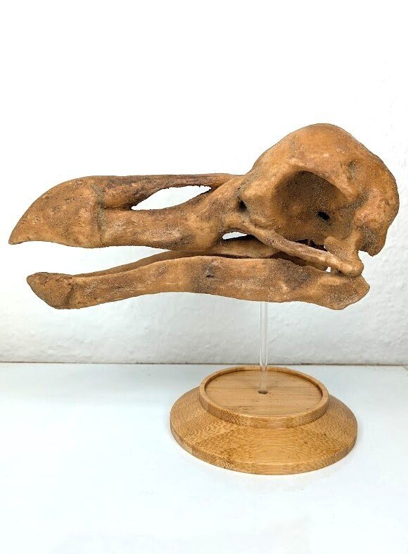化石 - 头骨化石 - Skull of Dodo (Raphus cucullatus) - Museum-Grade Replica - 17 cm - 19 cm #1.0