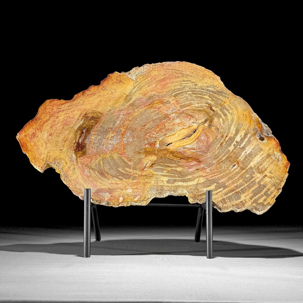 Häikäisevä pala fossiloitunutta puuta jalustalla. - Kivettynyt puu (Ei pohjahintaa) #2.1