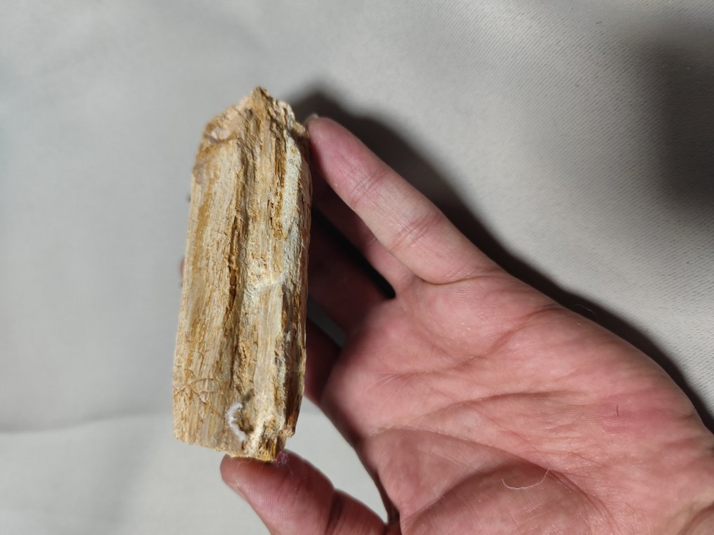 Mosasaurus - Fossiele tanden - 6.5 cm - 10.5 cm  (Zonder Minimumprijs) #2.1