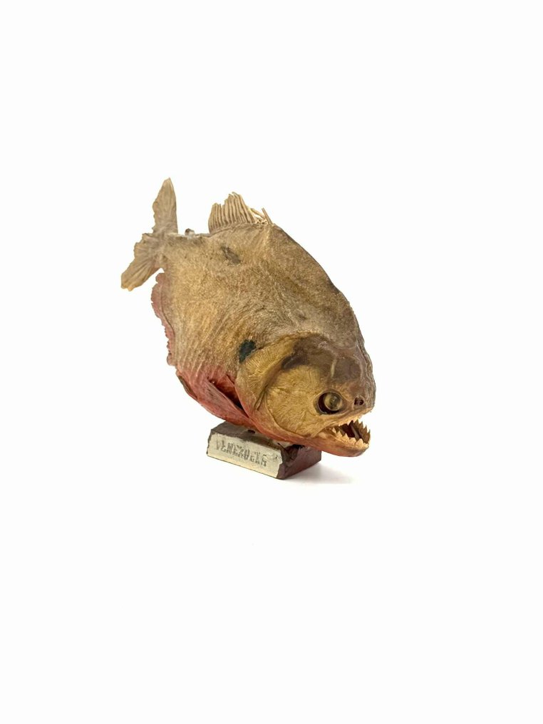 Piranha Allestimento tassidermico a corpo intero - Piranha - 15 cm - 23 cm - 15 cm #1.0