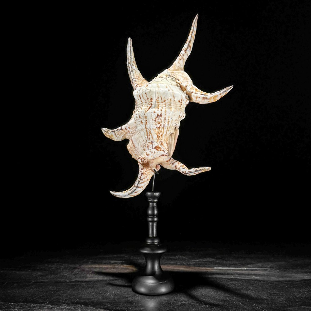 Stunning Spider Conch Shell on a custom stand - Sea shell - Lambis lambis  (No Reserve Price) #4.3