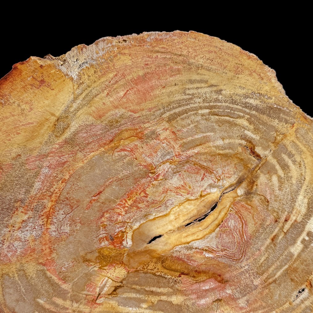 Häikäisevä pala fossiloitunutta puuta jalustalla. - Kivettynyt puu (Ei pohjahintaa) #4.3