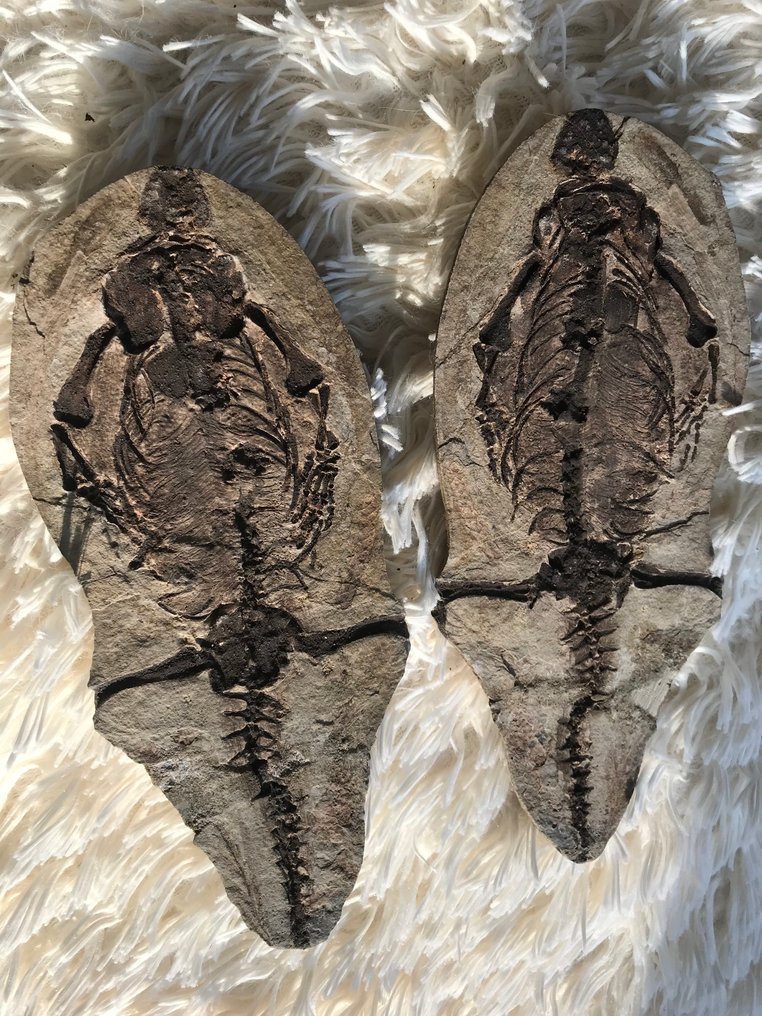 Rettile marino - Scheletro fossile - Barasaurus sp. - 25 cm - 11 cm #1.0