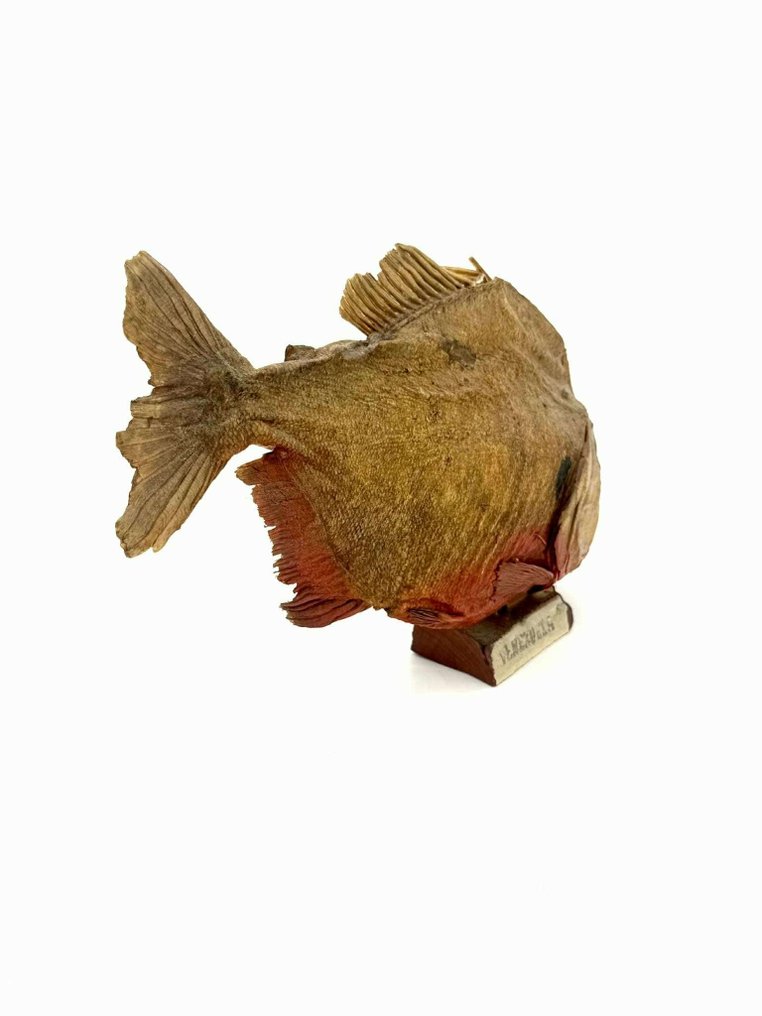 Piranha Allestimento tassidermico a corpo intero - Piranha - 15 cm - 23 cm - 15 cm #2.1