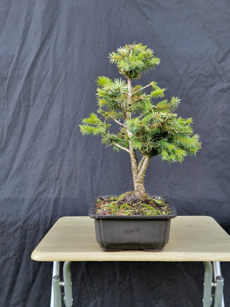 Spruce bonsai (Picea) - Height (Tree): 40 cm - Depth (Tree): 32 cm - France #2.1