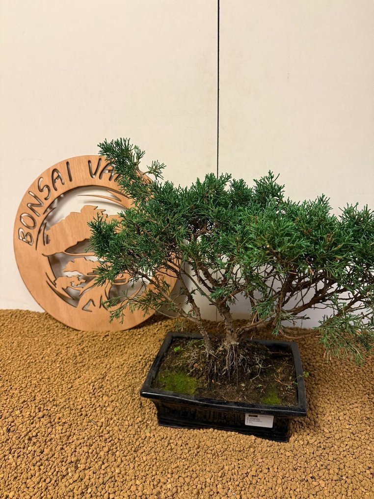 Juniper bonsai (Juniperus) - Height (Tree): 34 cm - Depth (Tree): 46 cm - Portugal #4.3