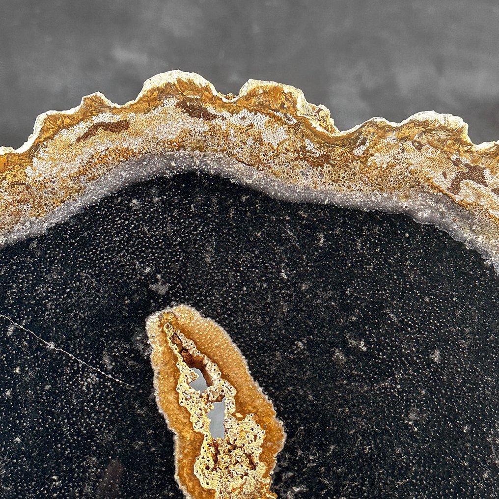 一块美丽的化石化棕榈根切片,放在定制的底座上。 - 化石木材 - Palma Fossile (沒有保留價) #4.3