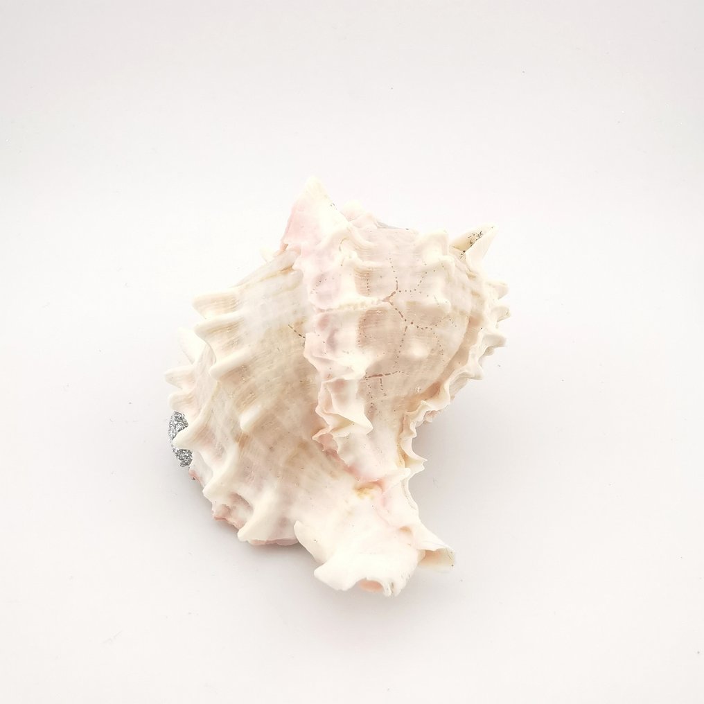 Nativity scene - Shell - Italian craftsmanship #3.2