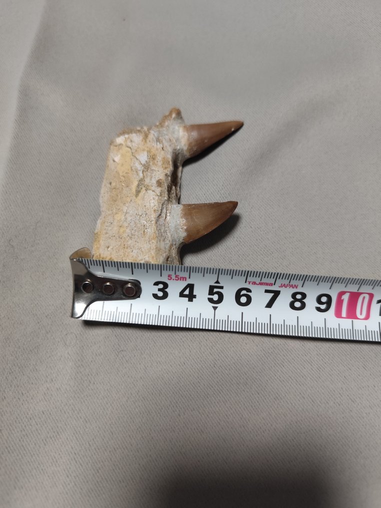 Mosasaur - Fossil teeth - 6 cm - 7.5 cm  (No Reserve Price) #4.3