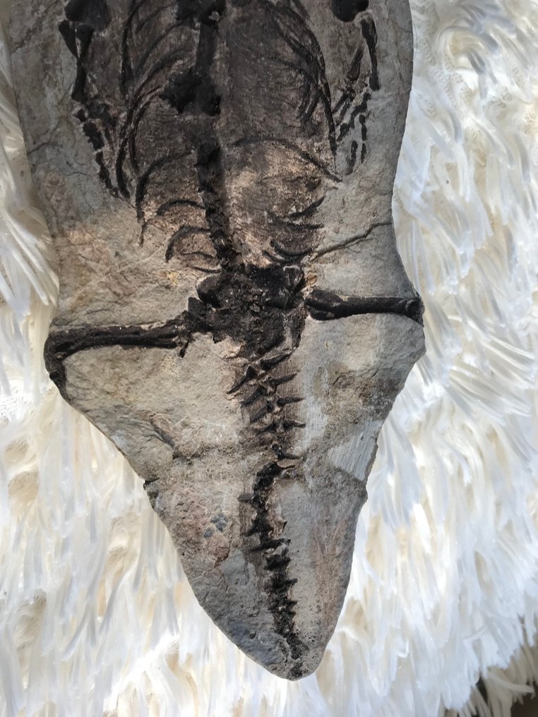 Rettile marino - Scheletro fossile - Barasaurus sp. - 25 cm - 11 cm #4.3