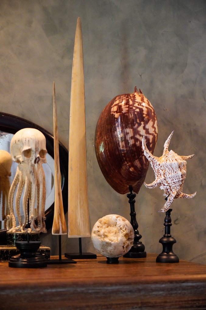 Stunning Spider Conch Shell on a custom stand - Sea shell - Lambis lambis  (No Reserve Price) #1.0