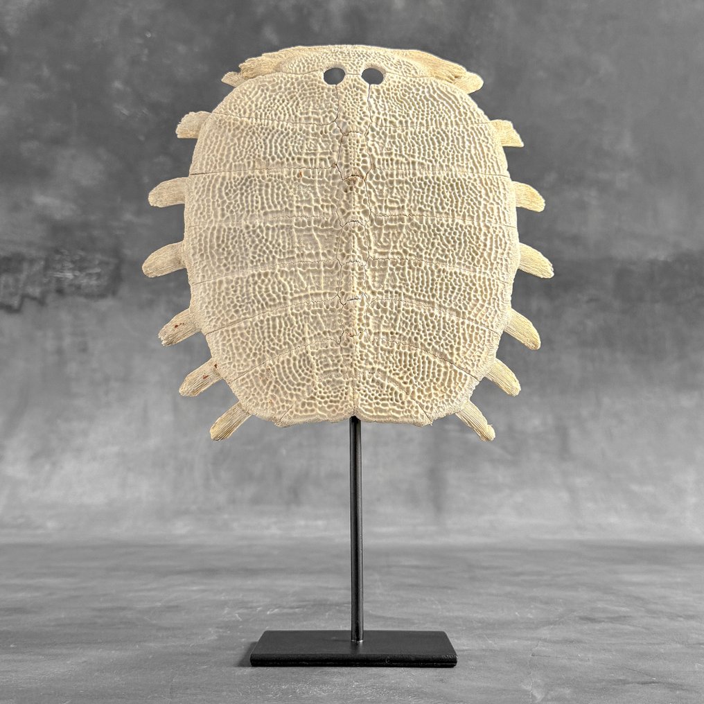 NO RESERVE PRICE - Stunning Chinese Softshell Turtle Carapace on a custom stand - Bone - Pelodiscus sinensis - 33 cm - 23 cm - 7 cm- Non-CITES species - (1) #2.1