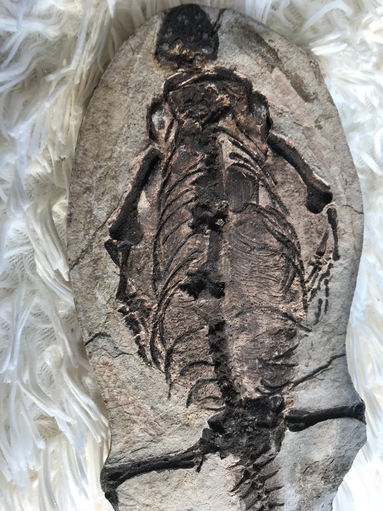 Rettile marino - Scheletro fossile - Barasaurus sp. - 25 cm - 11 cm #2.1