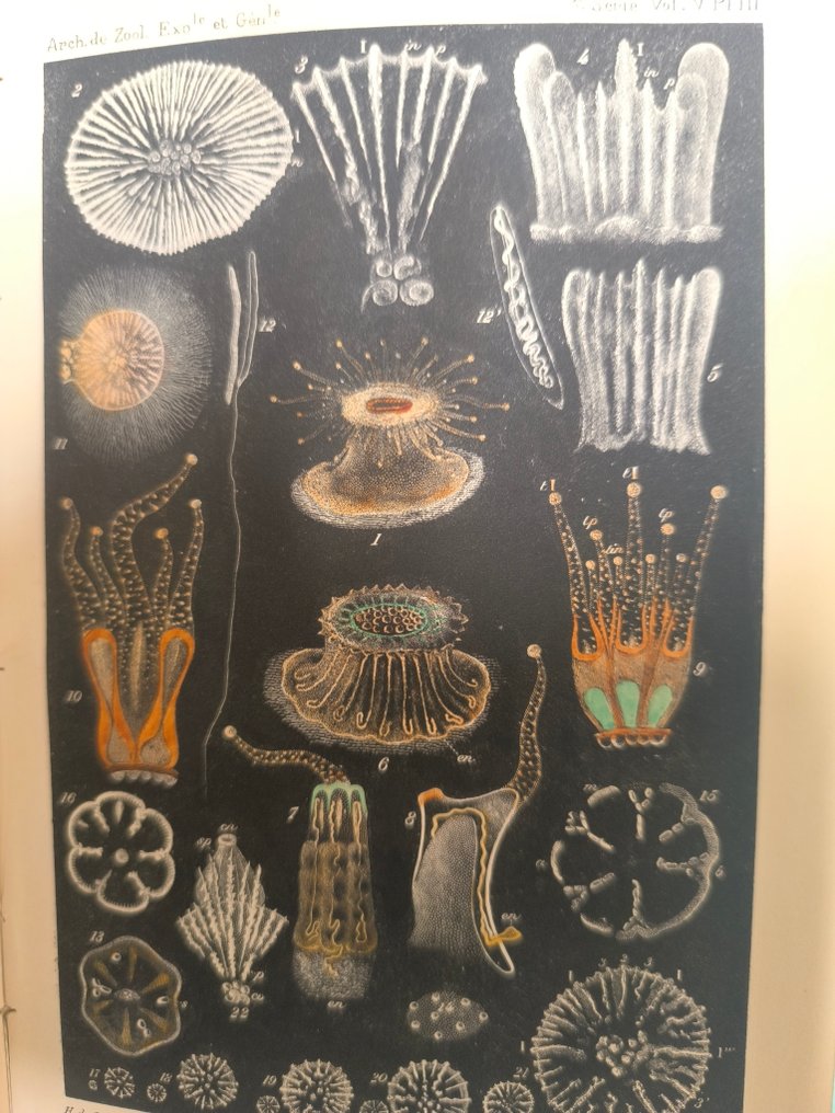 Henri de Lagaze-Duthiers - Archives de Zoologie expérimental et générale - 1892-1900 #3.2