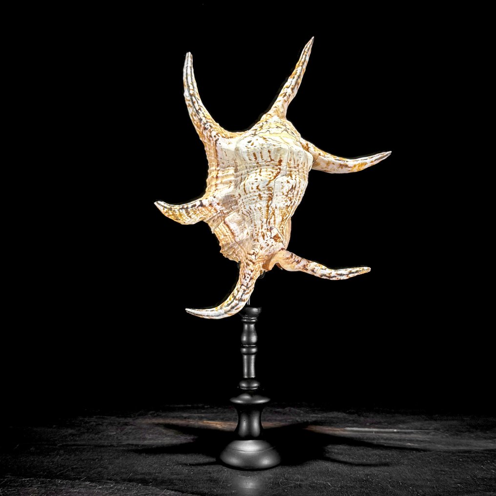Stunning Spider Conch Shell on a custom stand - Sea shell - Lambis lambis  (No Reserve Price) #3.2