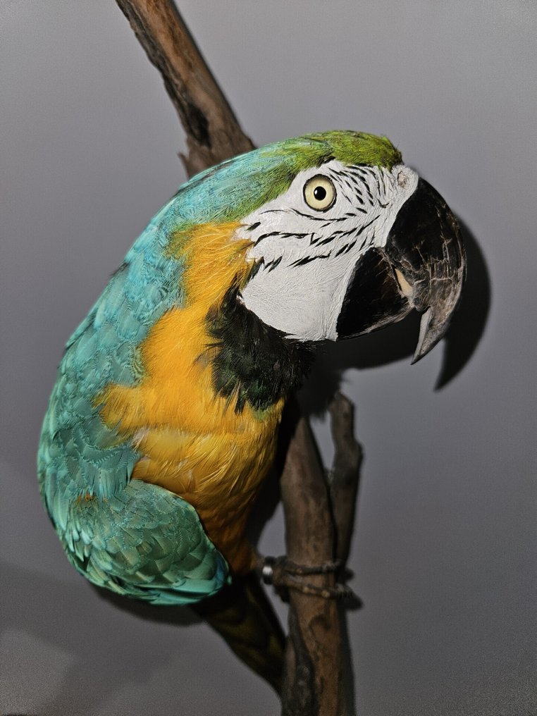 Ara bleu/jaune Support de corps entier pour taxidermie - Ara ararauna - with closed footring and proof of legal origin - 70 cm - 80 cm - 35 cm - CITES Annexe II - Annexe B dans l'UE - 1 #4.3