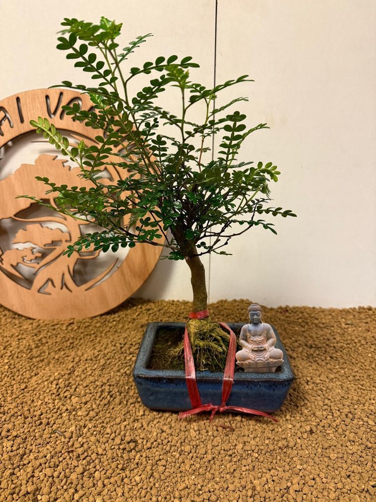 Chinese pepper bonsai (Zanthoxylum) - Height (Tree): 37 cm - Depth (Tree): 24 cm - Belgium #4.3