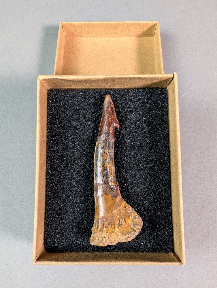 Cretaceous Sawfish - Fossil tooth - Onchopristis numidus - 7.4 cm - 2.6 cm  (No Reserve Price) #1.0