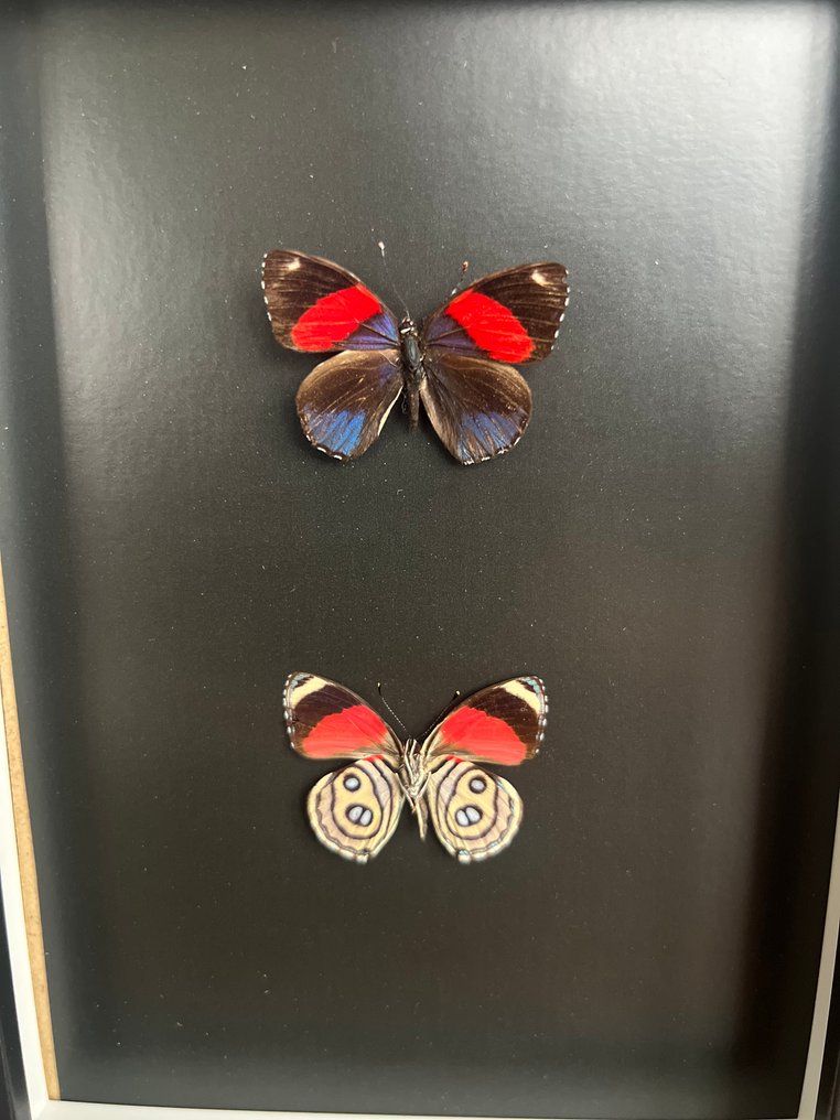 Πεταλούδα Βάση ταρίχευσης ολόκληρου σώματος - Callicore Hesperis - 20 cm - 15 cm - 3 cm - Είδη που δεν ανήκουν στο CITES - 2 #1.0