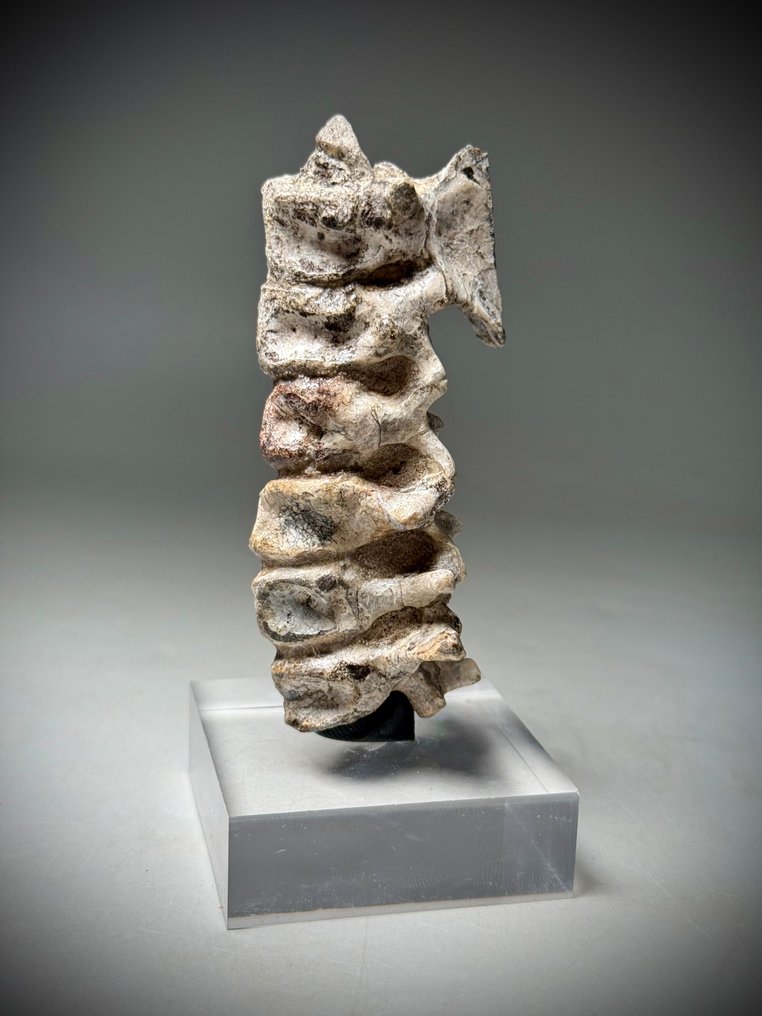 Sjælden Lower Cretaceous Psittacosaurus halevirvel med ribben. En fantastisk, fuldstændig naturlig. - Fossilt skelet - Psittacosaurus mazongshensis Yu 1997  (Ingen mindstepris) #1.0