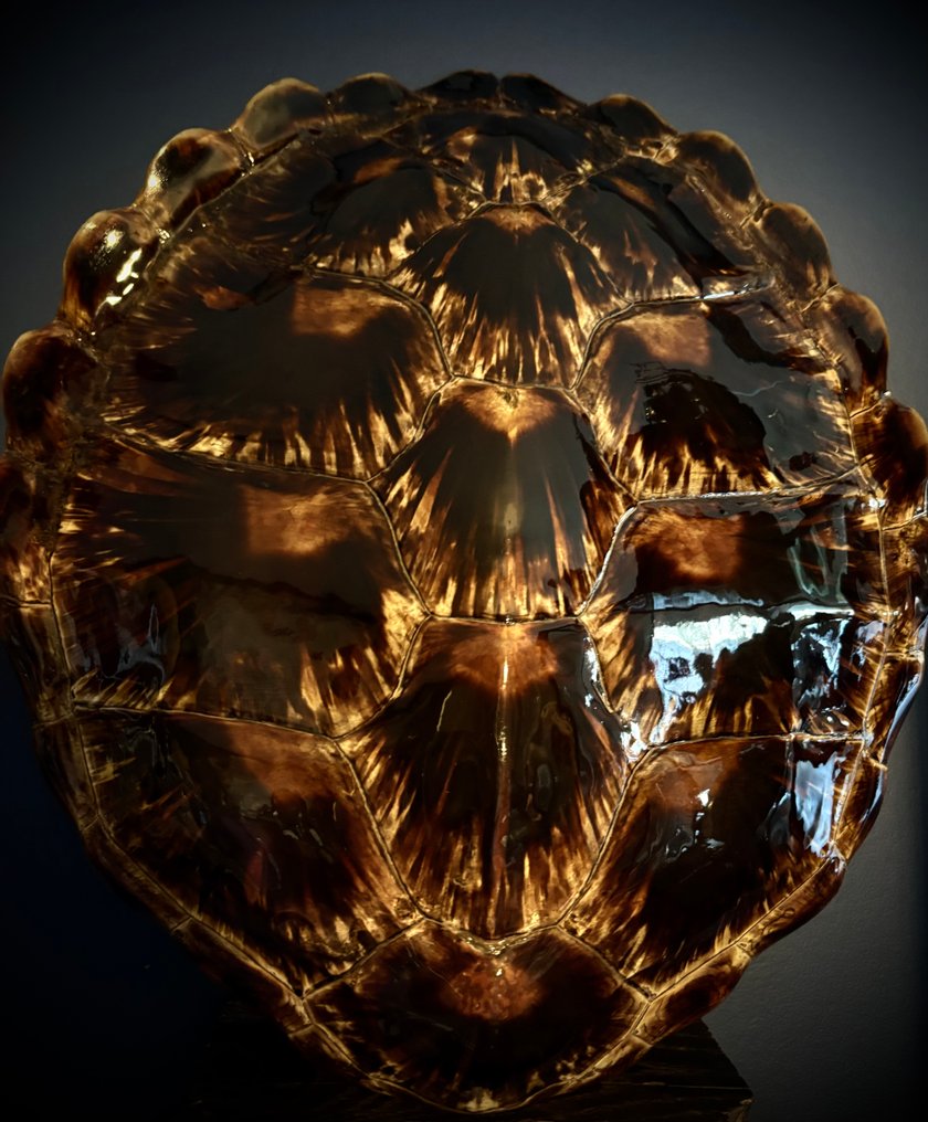 karapaks żółwia Karapaks - Chelonia mydas - 46 cm - 41 cm - 0 cm - CITES - załącznik I - A w UE - 1 #1.0