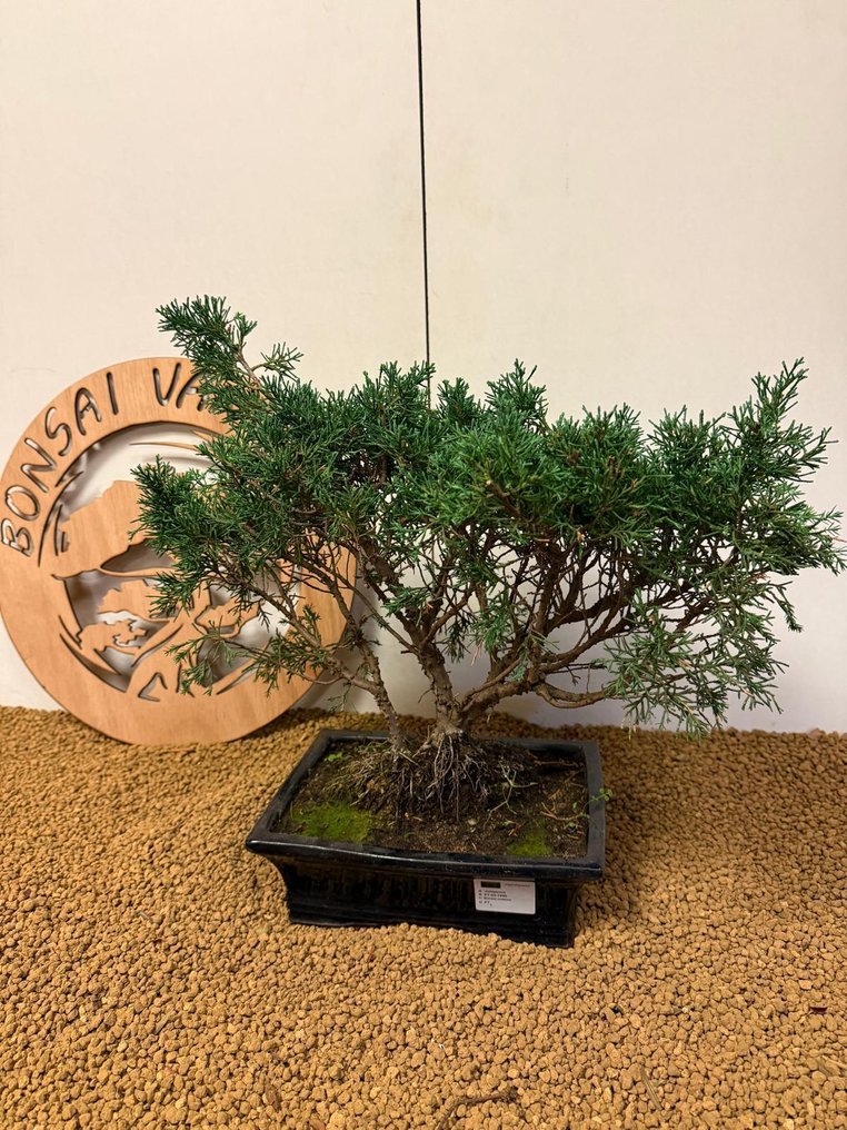 Juniper bonsai (Juniperus) - Height (Tree): 34 cm - Depth (Tree): 46 cm - Portugal #1.0
