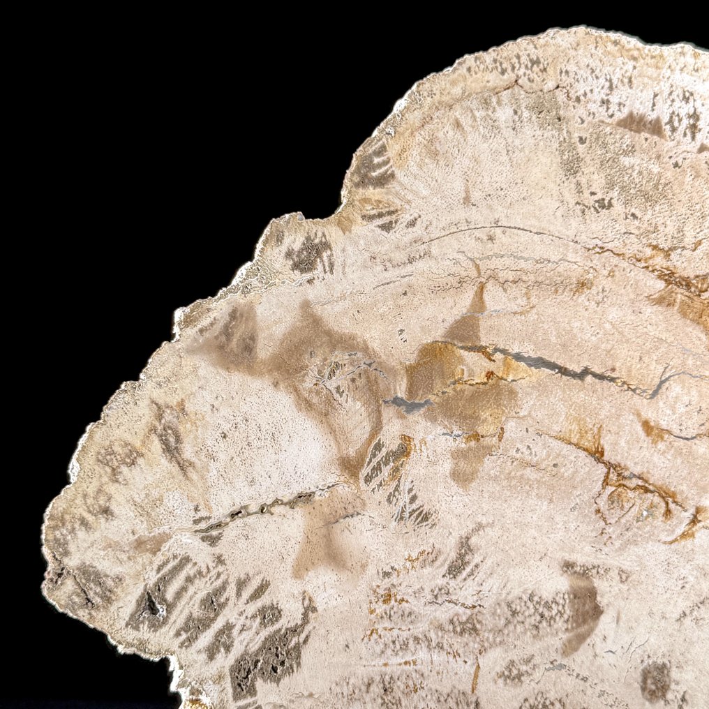 Wonderful Slice of Petrified Wood on a custom stand - Fossilised wood - 31.5 cm - 39.7 cm (No Reserve Price) #3.2