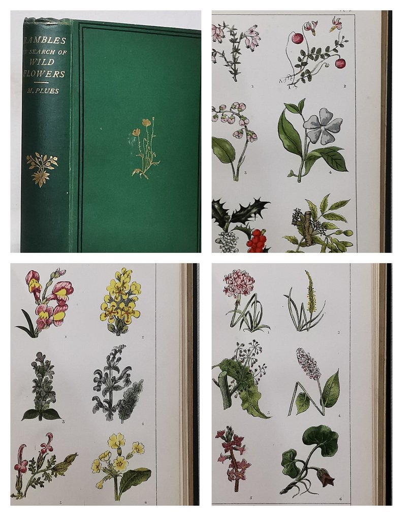 Margaret Plues - Rambles in Search of Wild Flowers (With 16 Coloured Plates) - 1879 #1.0