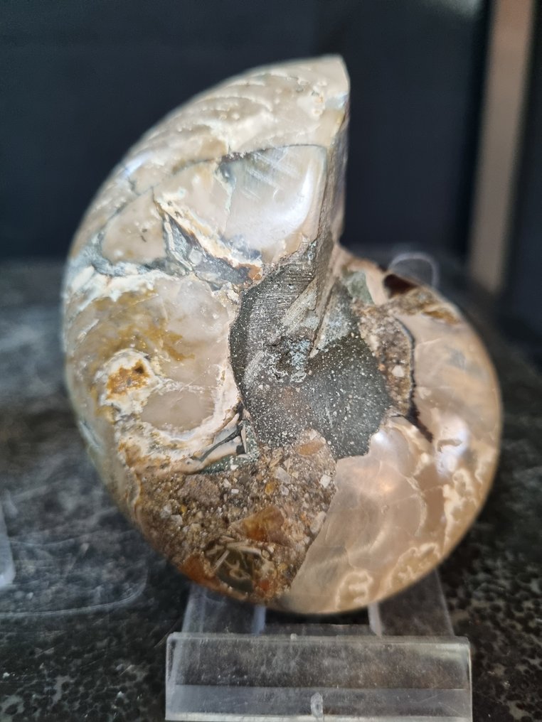 Nautilus - Fossilised animal - Cenoceras sp. - 90 mm - 70 mm  (No Reserve Price) #4.3