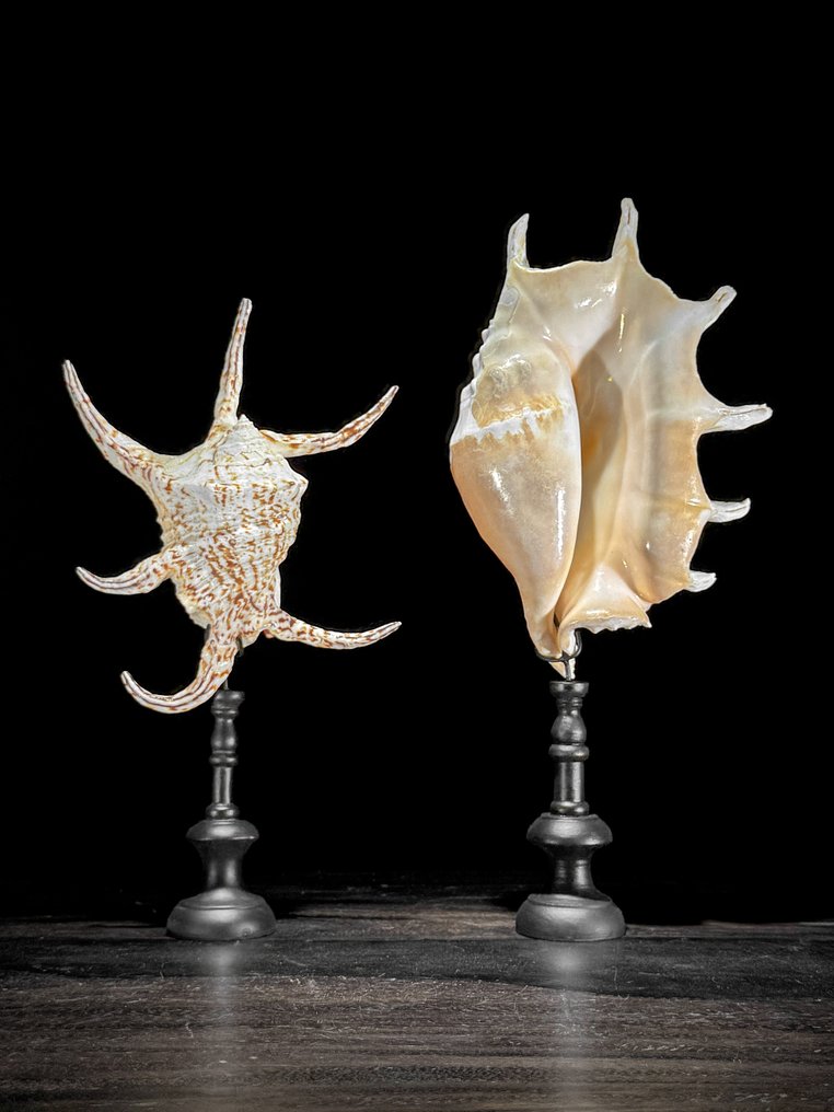 Stunning Set of Two Spider Conch Shell on custom stands - Sea shell - Lambis lambis (No Reserve Price) #1.0