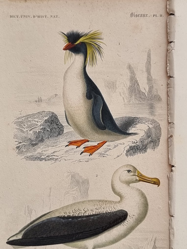 Charles Dessalines D'Orbigny - Lot. of 12 plates - Dictionnaire Universal d'Histoire Naturelle - Zoologie & Botanique - 1849 #2.1