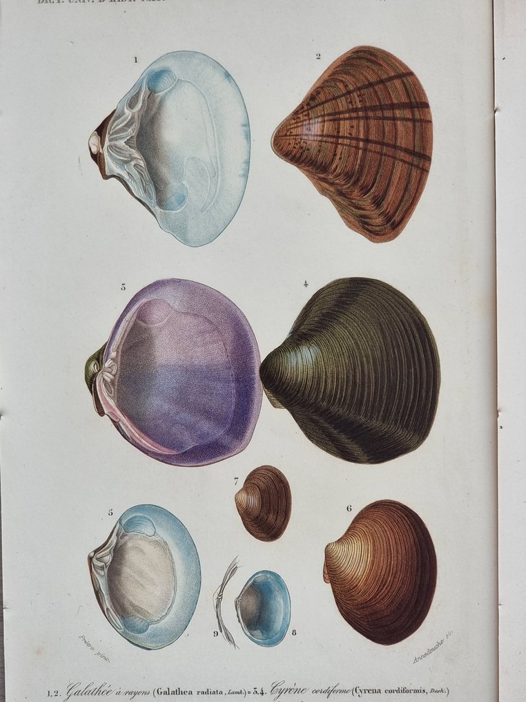 Charles Dessalines D'Orbigny - Lot. of 7 plates - Dictionnaire Universal d'Histoire Naturelle - Zoologie & Botanique - 1849 #4.3