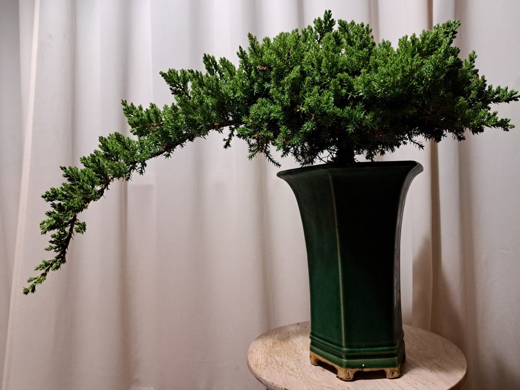 Juniperus XL bonsai în cascadă în ghivece bonsai. - Înălțime (Copac): 20 cm - Grosime (Copac): 60 cm - Olanda #4.3