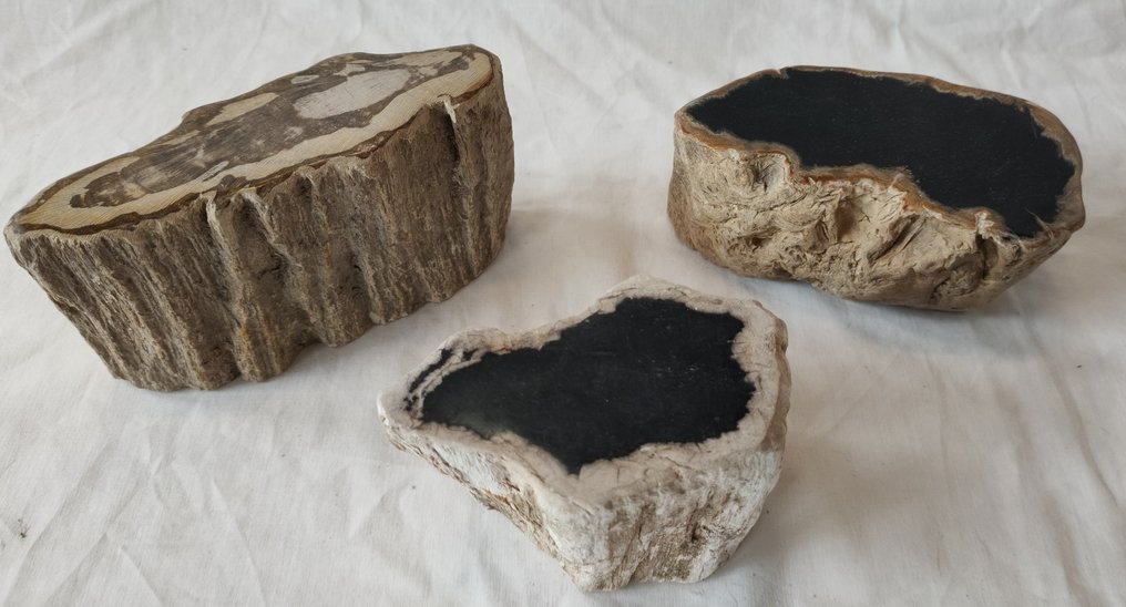 Petrified wood - Fossilised wood #4.3