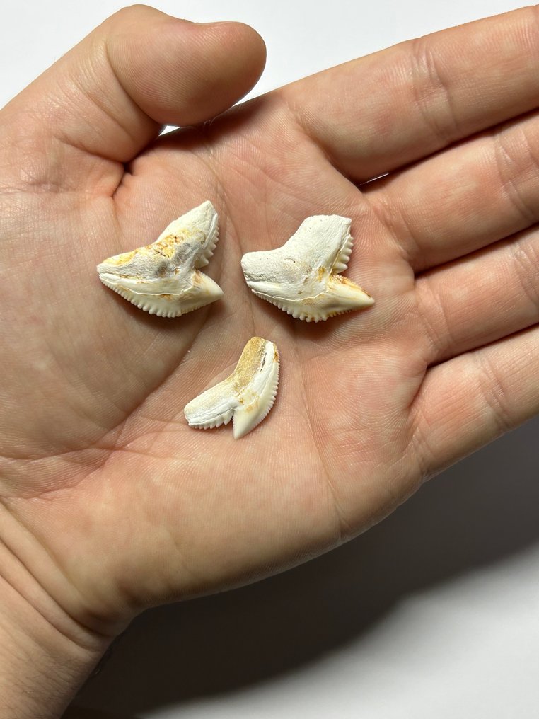 Tiger Shark Set of teeth - Galeocerdo cuvier - 2 cm - 2.6 cm - 0.5 cm- Non-CITES species - (3) #2.1