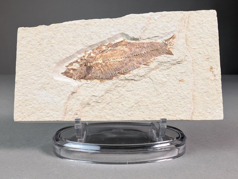 Herring-like Fossil Fish on original matrix - mounted on custom stand - Fossilised animal - Knightia eocaena - 13.7 cm - 7.7 cm  (No Reserve Price) #1.0