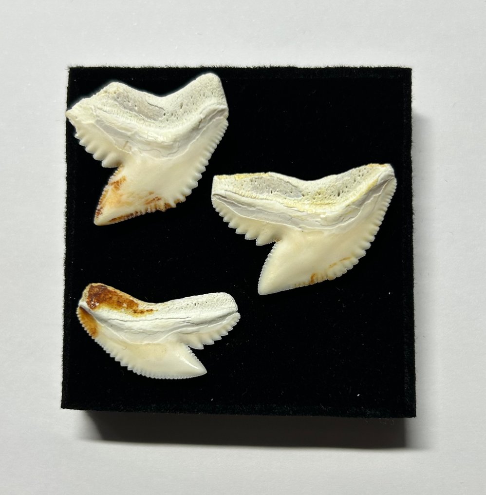 Tiger Shark Set of teeth - Galeocerdo cuvier - 2 cm - 2.6 cm - 0.5 cm- Non-CITES species - (3) #1.0