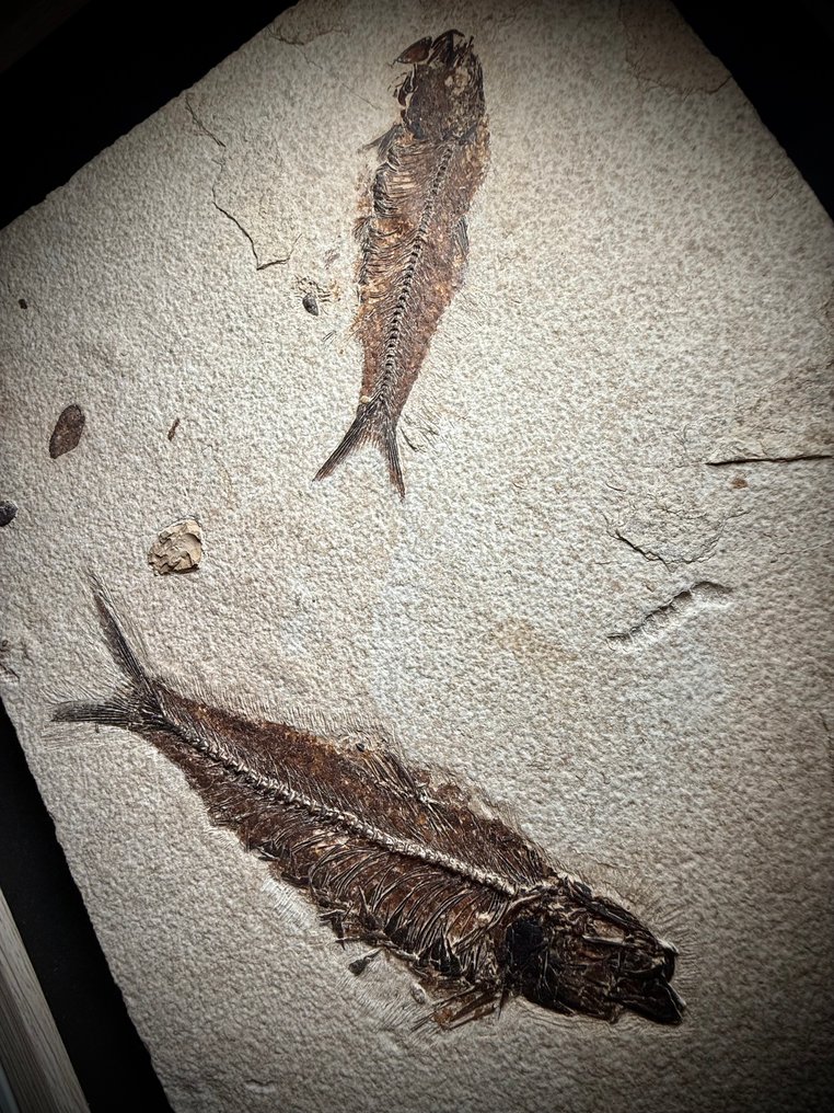 Ζευγάρι χειροποίητων απολιθωμένων ψαριών – Μορφή Green River, ΗΠΑ – Επίπεδο εκθέματος επιπέδου - Απολιθωμένος σκελετός #1.0