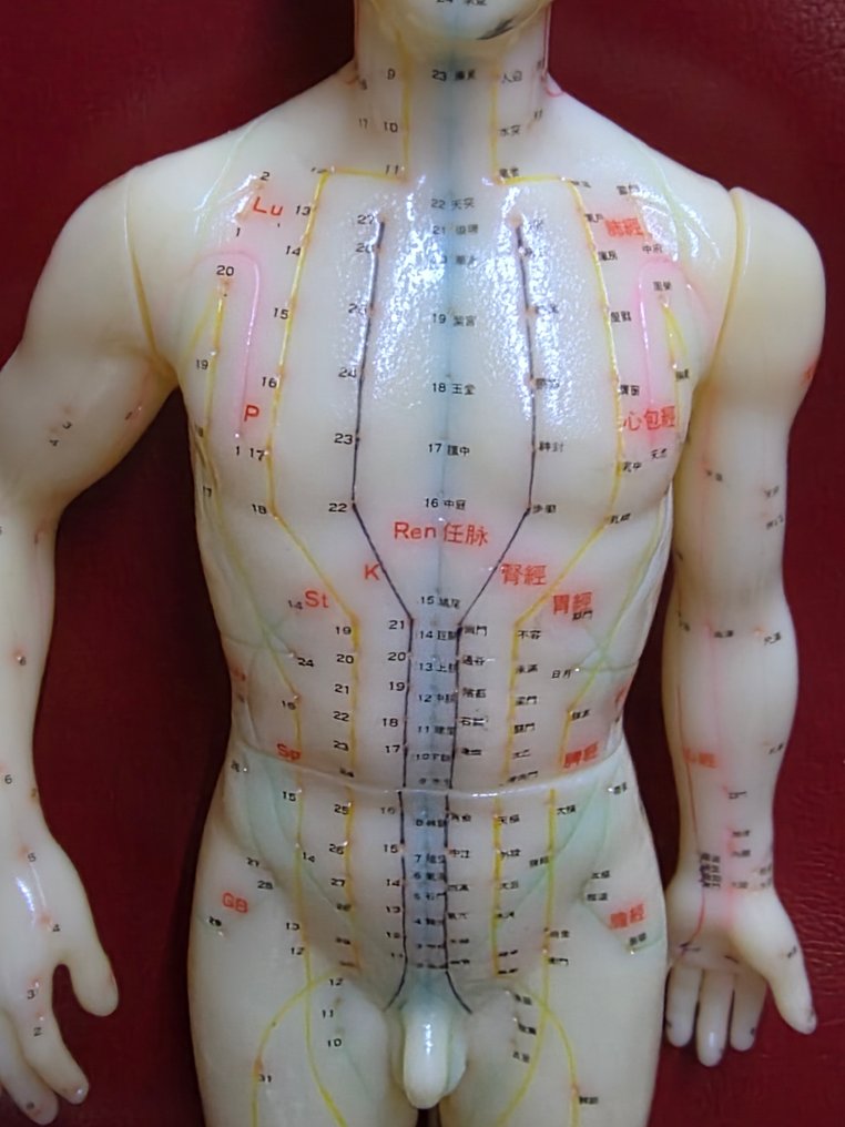 Κούκλα βιτρίνας - Educational Acupuncture Model - Πλαστικό #2.1
