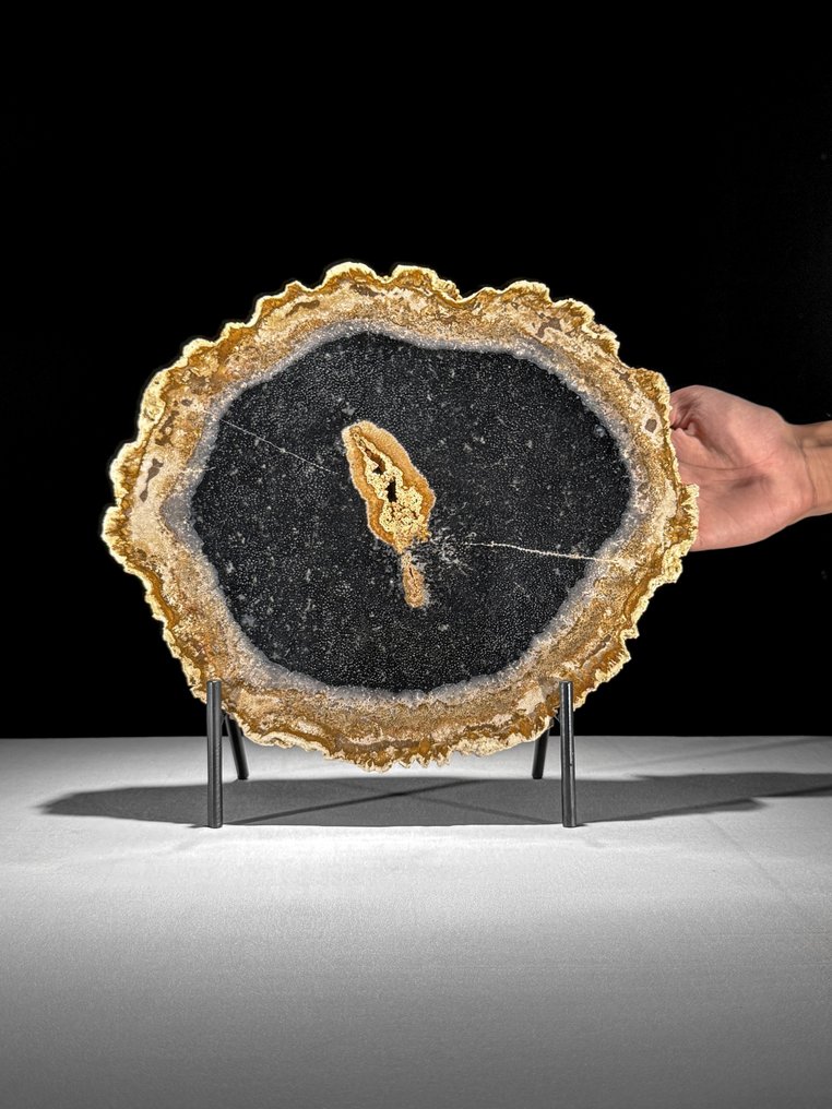 一块美丽的化石化棕榈根切片,放在定制的底座上。 - 化石木材 - Palma Fossile (沒有保留價) #1.0