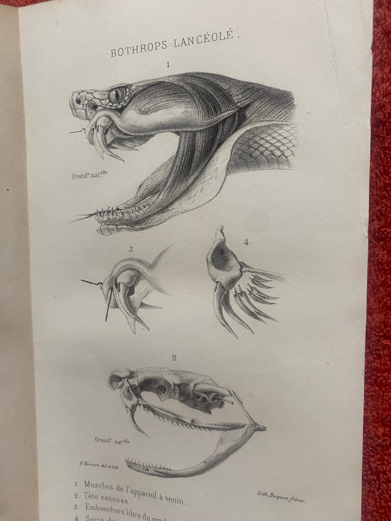 Dr E Rufz - Snakes: Enquête sur le serpent de la Martinique - 1859 #1.0