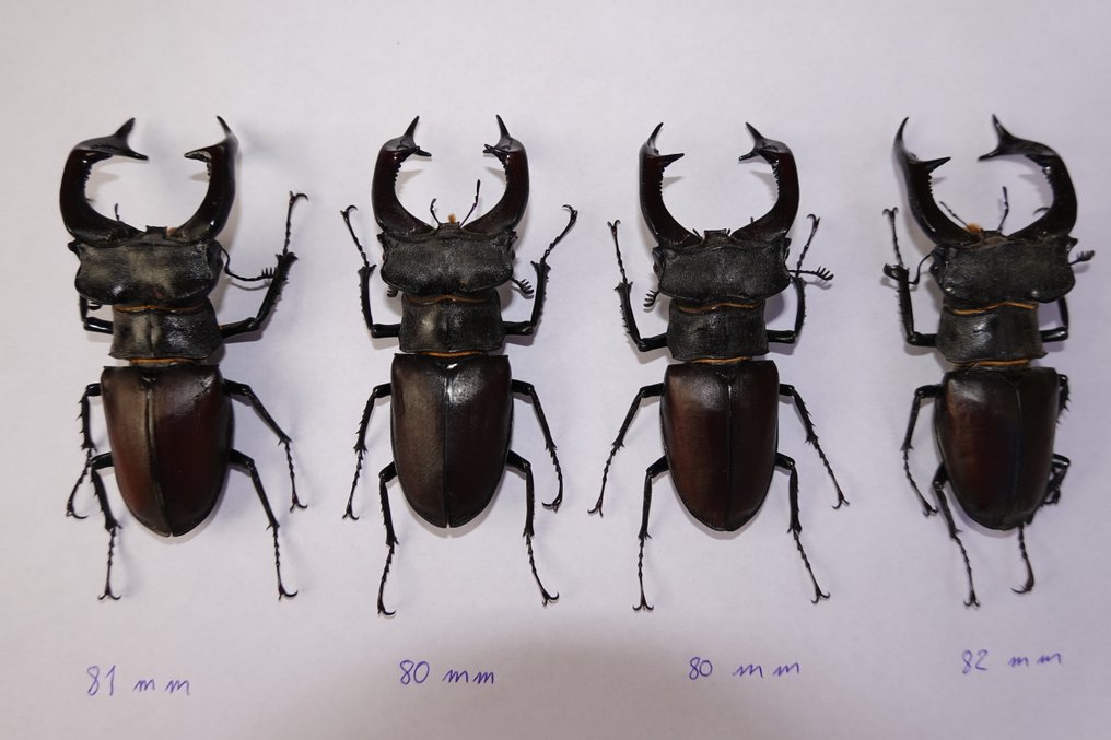 甲虫 骨架 - Lucanus Cervus Cervus XXl (A1+) - 1 mm - 1 mm - 82 mm -  (4) #1.0