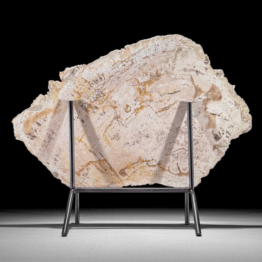 Wonderful Slice of Petrified Wood on a custom stand - Fossilised wood - 31.5 cm - 39.7 cm (No Reserve Price) #1.0
