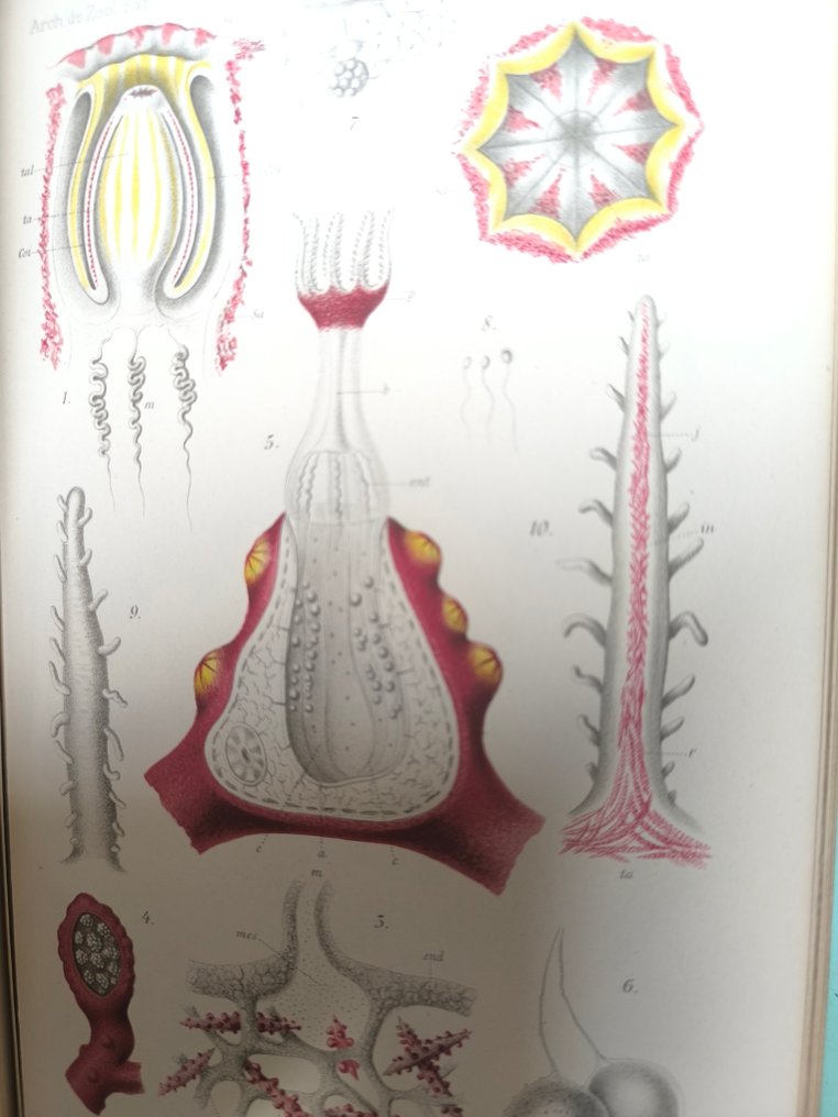 Henri de Lagaze-Duthiers - Archives de Zoologie expérimental et générale - 1892-1900 #4.3