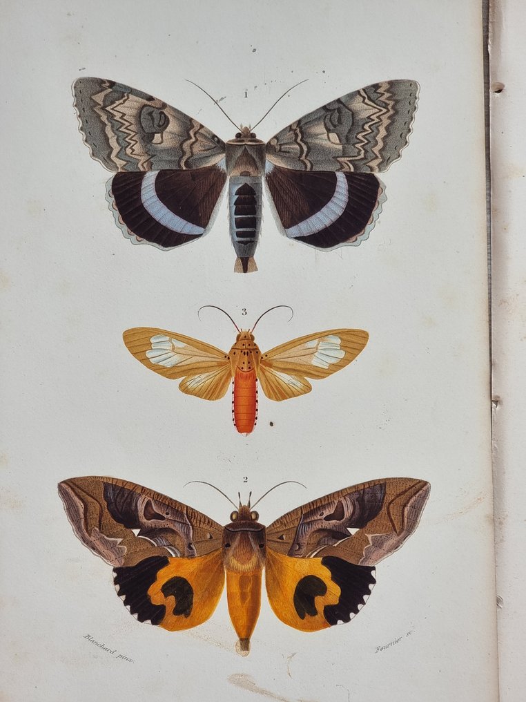 Charles Dessalines D'Orbigny - Lot. of 7 plates - Dictionnaire Universal d'Histoire Naturelle - Zoologie & Botanique - 1849 #4.3