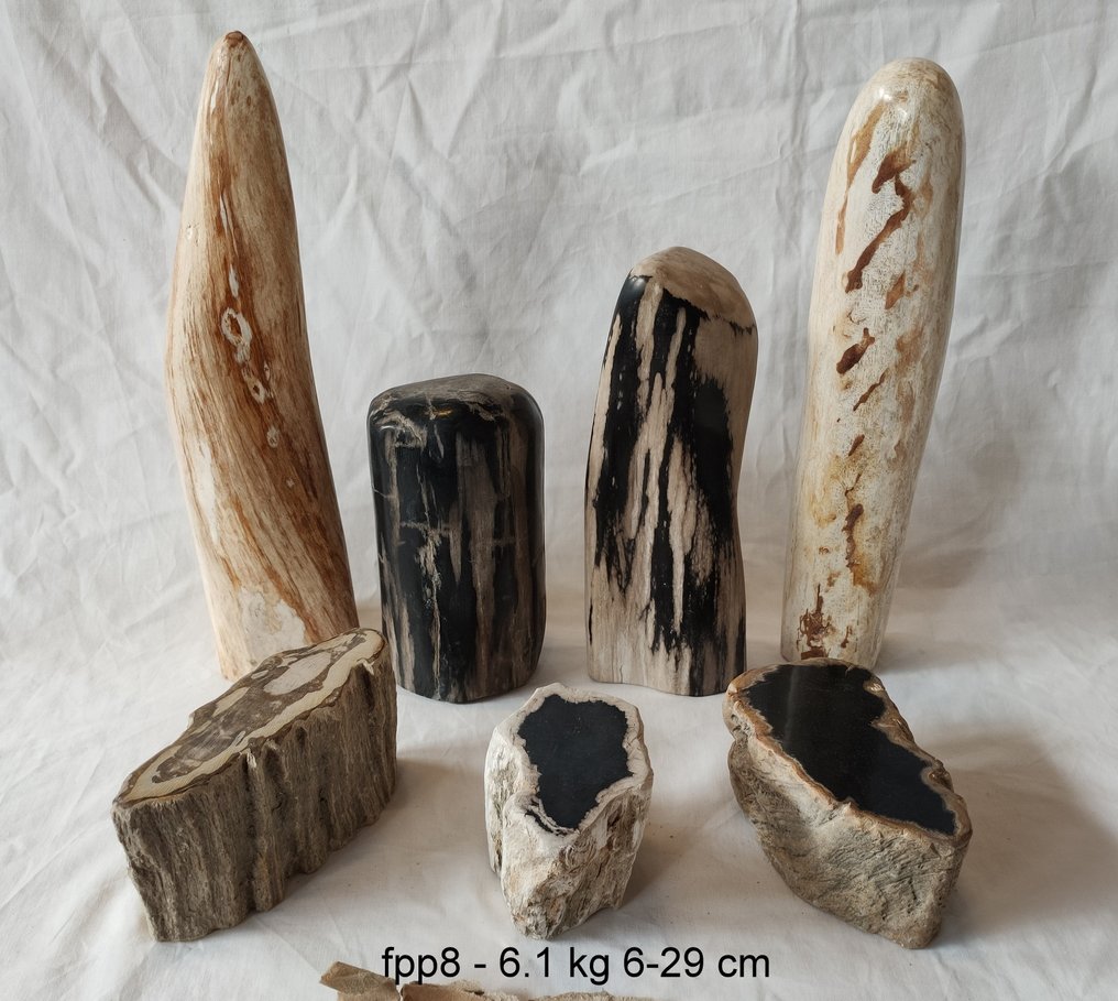 Petrified wood - Fossilised wood #1.0