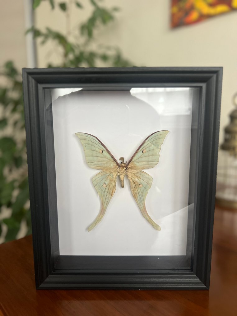Butterfly Taxidermy full body mount - Actias brevijuxta - 25 cm - 20 cm - 5 cm - Non-CITES species - 1 #1.0